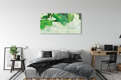Acrylglasbilder Wassertropfen blätter