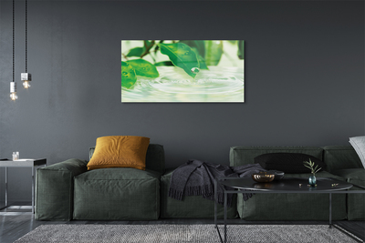 Acrylglasbilder Wassertropfen blätter