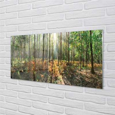 Acrylglasbilder Birke wald