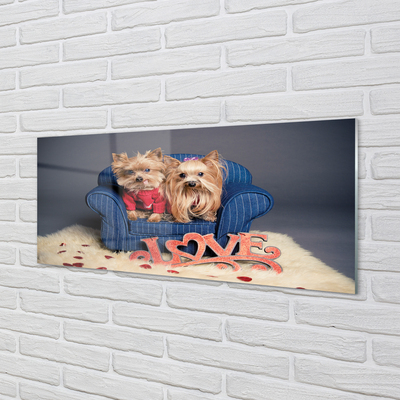 Acrylglasbilder Yorkie