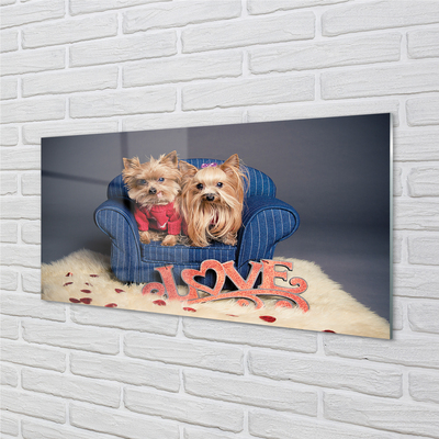 Acrylglasbilder Yorkie