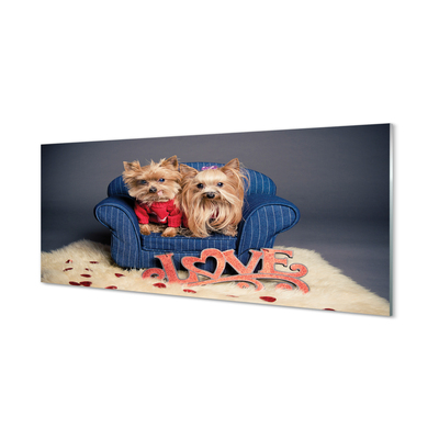 Acrylglasbilder Yorkie