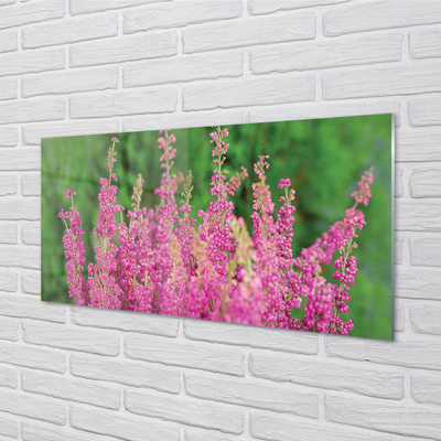 Acrylglasbilder Heidekraut blumen