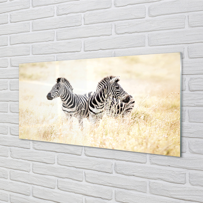 Acrylglasbilder Zebra-box