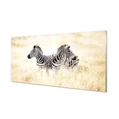 Acrylglasbilder Zebra-box