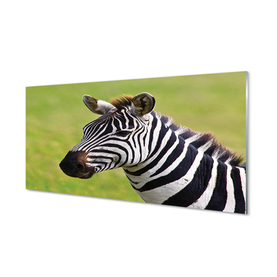 Acrylglasbilder Zebra