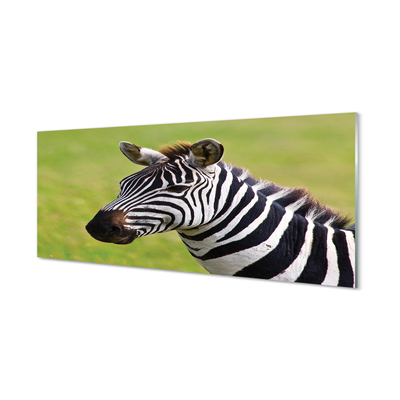 Acrylglasbilder Zebra