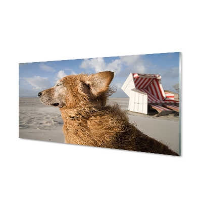 Acrylglasbilder Braun hundestrand