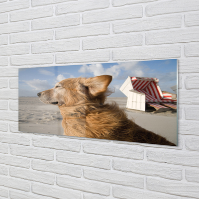 Acrylglasbilder Braun hundestrand