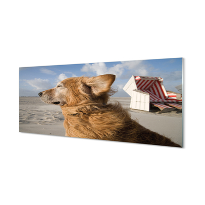 Acrylglasbilder Braun hundestrand