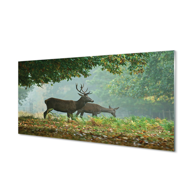 Acrylglasbilder Cerf herbstwald