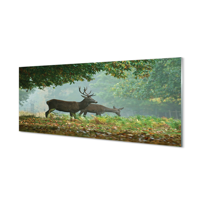 Acrylglasbilder Cerf herbstwald