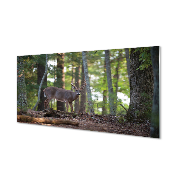 Acrylglasbilder Hirschwald