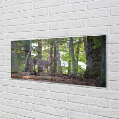 Acrylglasbilder Hirschwald