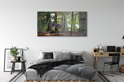 Acrylglasbilder Hirschwald
