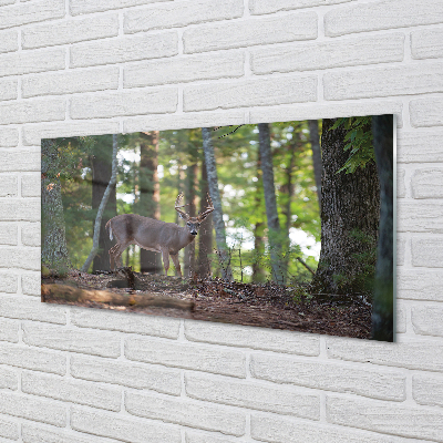 Acrylglasbilder Hirschwald