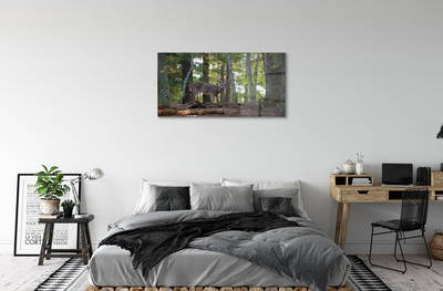 Acrylglasbilder Hirschwald