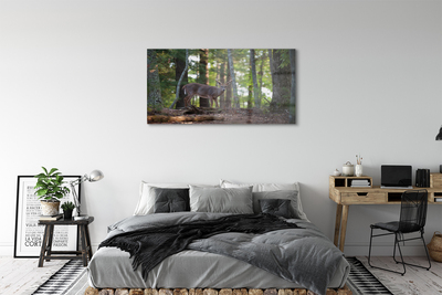 Acrylglasbilder Hirschwald