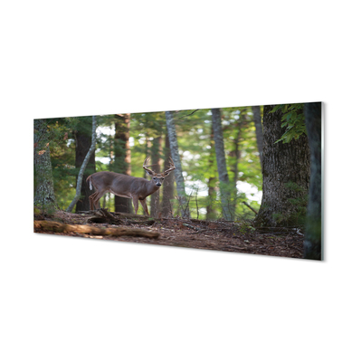 Acrylglasbilder Hirschwald