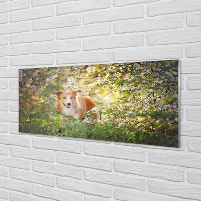 Acrylglasbilder Hund blumen wald