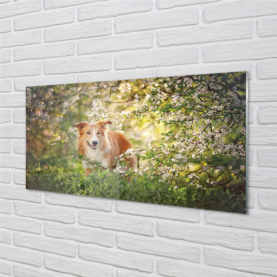 Acrylglasbilder Hund blumen wald