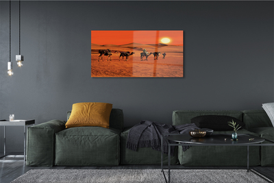 Acrylglasbilder Kamele himmel sonne wüste menschen