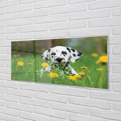 Acrylglasbilder Präriehund