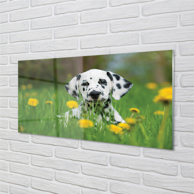 Acrylglasbilder Präriehund