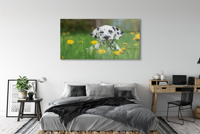 Acrylglasbilder Präriehund