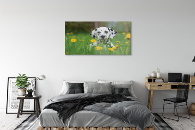 Acrylglasbilder Präriehund