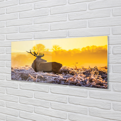 Acrylglasbilder Deer sonnenaufgang wintersonne