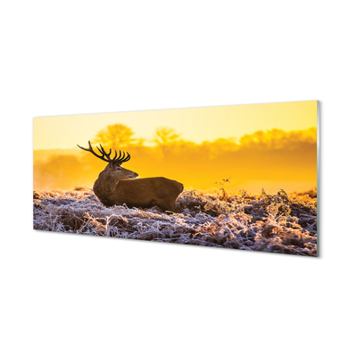 Acrylglasbilder Deer sonnenaufgang wintersonne