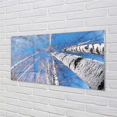 Acrylglasbilder Birke himmel