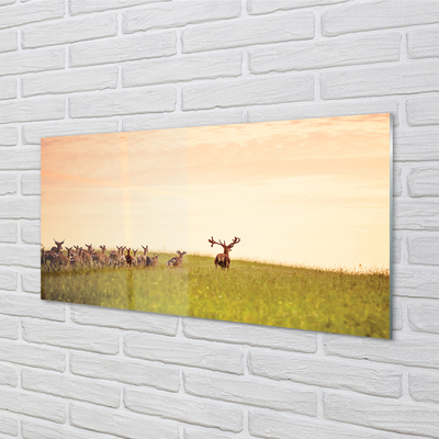 Acrylglasbilder Eine herde von rehen sonnenaufgang auf dem feld