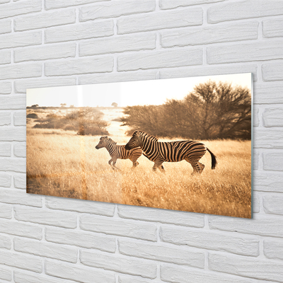 Acrylglasbilder Zebra sonnenuntergang feld