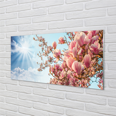 Acrylglasbilder Himmel sonne magnolia