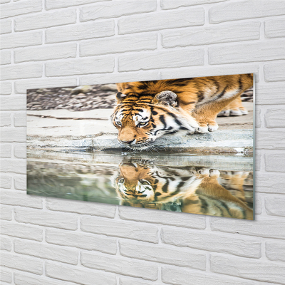 Acrylglasbilder Tiger drink