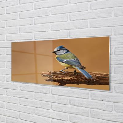 Acrylglasbilder Vogel