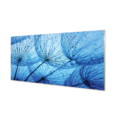 Acrylglasbilder Löwenzahn makro tropfen