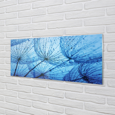 Acrylglasbilder Löwenzahn makro tropfen
