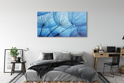 Acrylglasbilder Löwenzahn makro tropfen