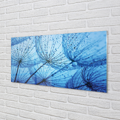 Acrylglasbilder Löwenzahn makro tropfen