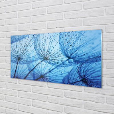 Acrylglasbilder Löwenzahn makro tropfen