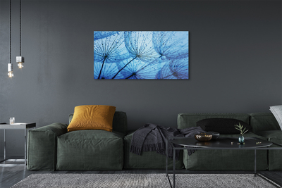 Acrylglasbilder Löwenzahn makro tropfen