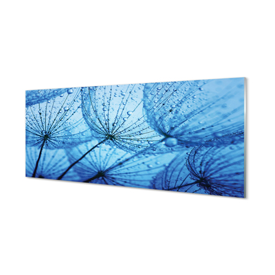 Acrylglasbilder Löwenzahn makro tropfen