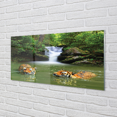 Acrylglasbilder Wasserfall tiger