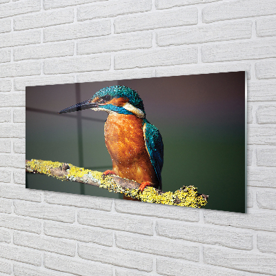 Acrylglasbilder Farbiger vogel auf einem ast