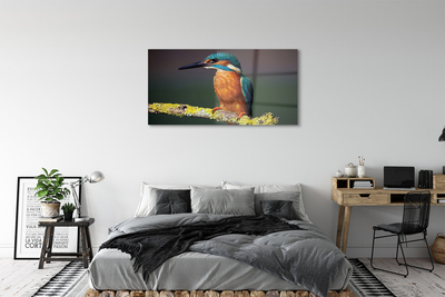 Acrylglasbilder Farbiger vogel auf einem ast