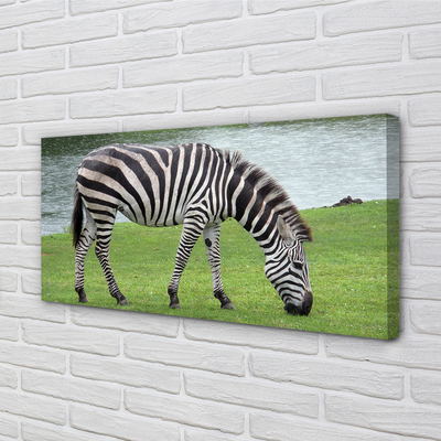 Leinwandbilder Zebra