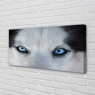 Leinwandbilder Wolf Augen